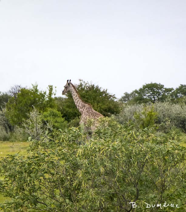 Girafe Namibie